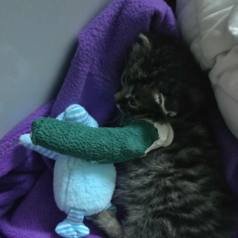 A baby small-sized male Gray / Blue / Silver American Shorthair cat named Hawk for adoption in Spring Hill, KS