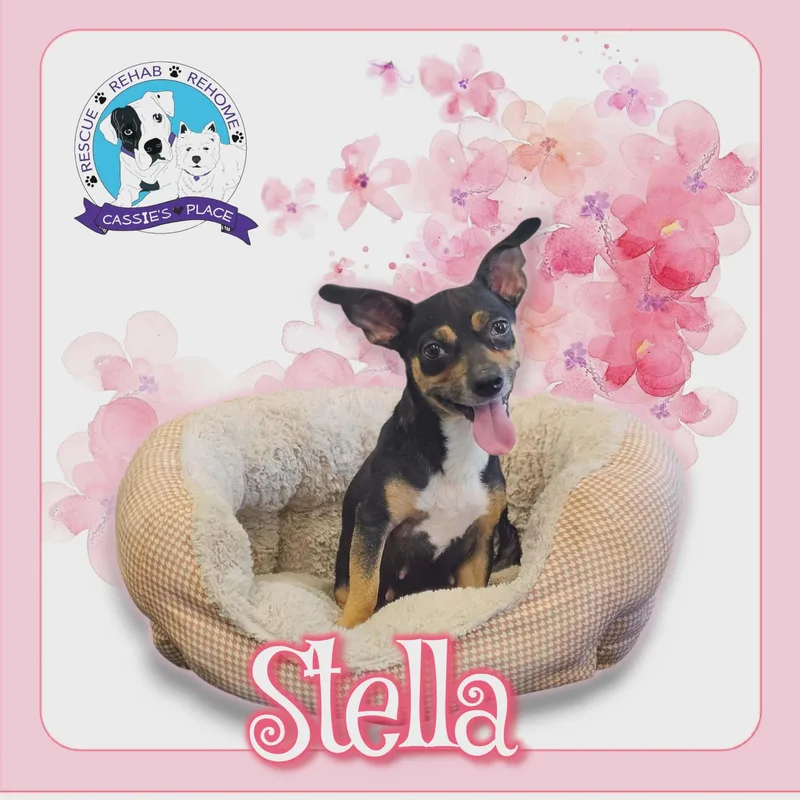An adult medium-sized female Chihuahua dog named Stella for adoption in San Angelo , TX