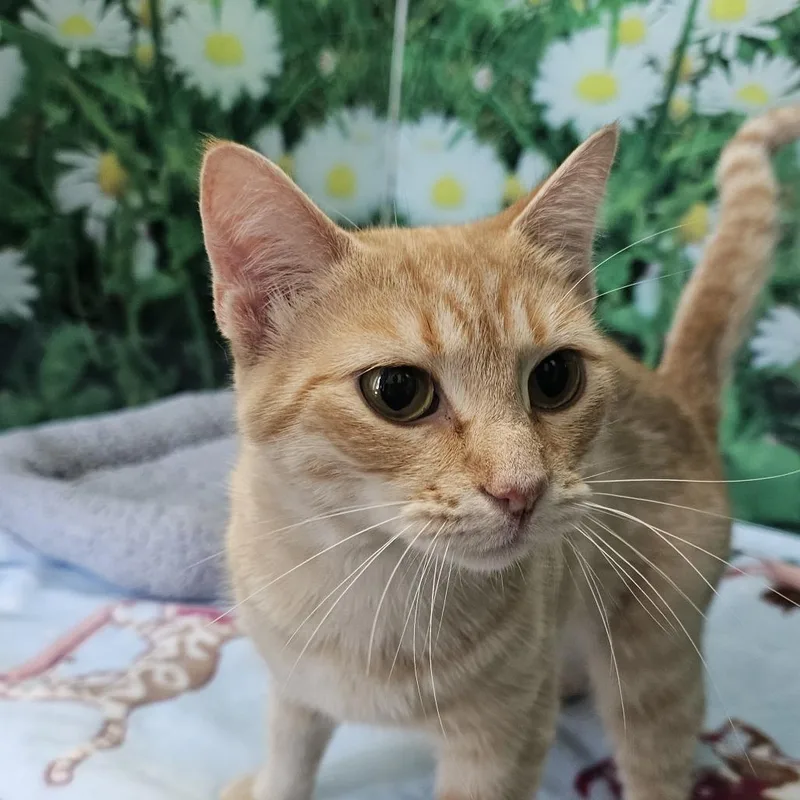 An adult small-sized female Domestic Short Hair cat named Candy Corn for adoption in Nashville, TN