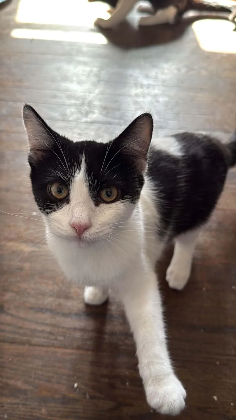 A baby medium-sized male Domestic Short Hair cat named Patchy for adoption in Royal Oak, MI