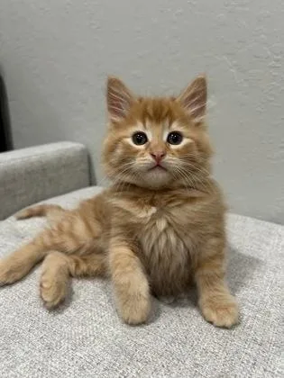 A baby medium-sized male Domestic Medium Hair cat named Sasquatch for adoption in Pleasanton, CA
