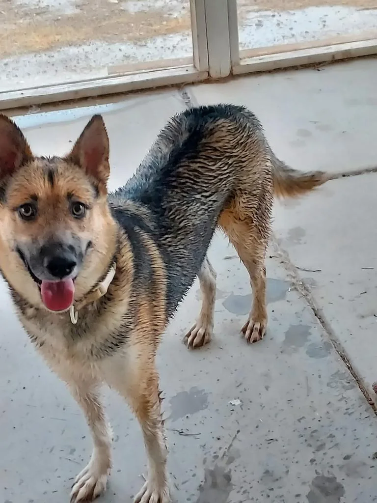 A baby small-sized female Husky dog named Rhiyo for adoption in Pahrump, NV