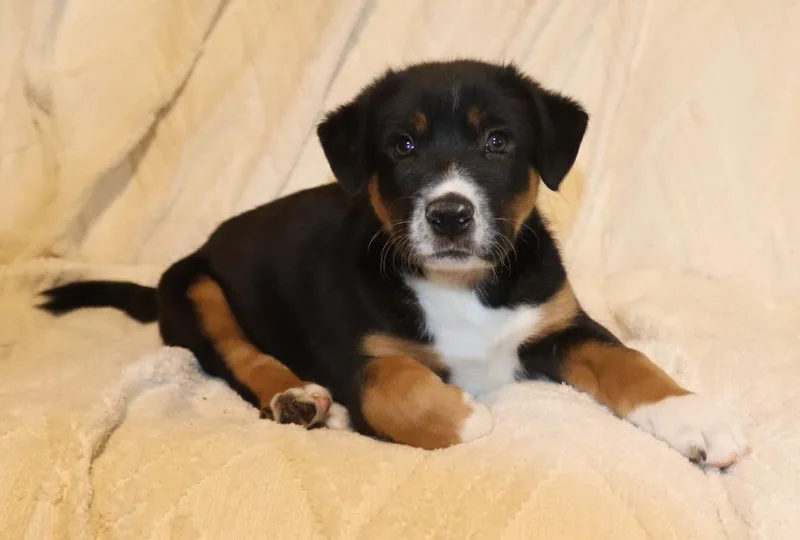 A baby medium-sized male Mixed Breed dog named Huey for adoption in Mesa, AZ