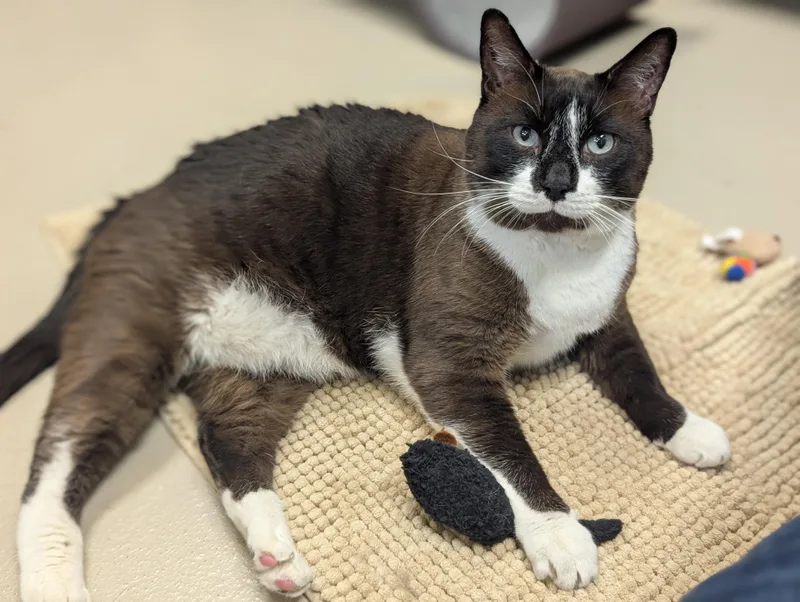 A senior medium-sized male Seal Point Domestic Short Hair cat named Mr. Whiskers for adoption in Jefferson, WI