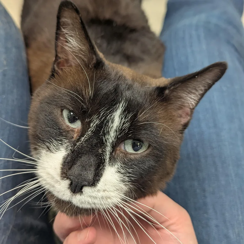 Mr. Whiskers thumbnail 3