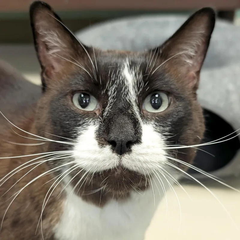 Mr. Whiskers thumbnail 4