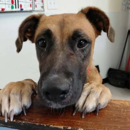 An adult medium-sized female Brown / Chocolate Mixed Breed dog named Laynie for adoption in Bastrop, TX