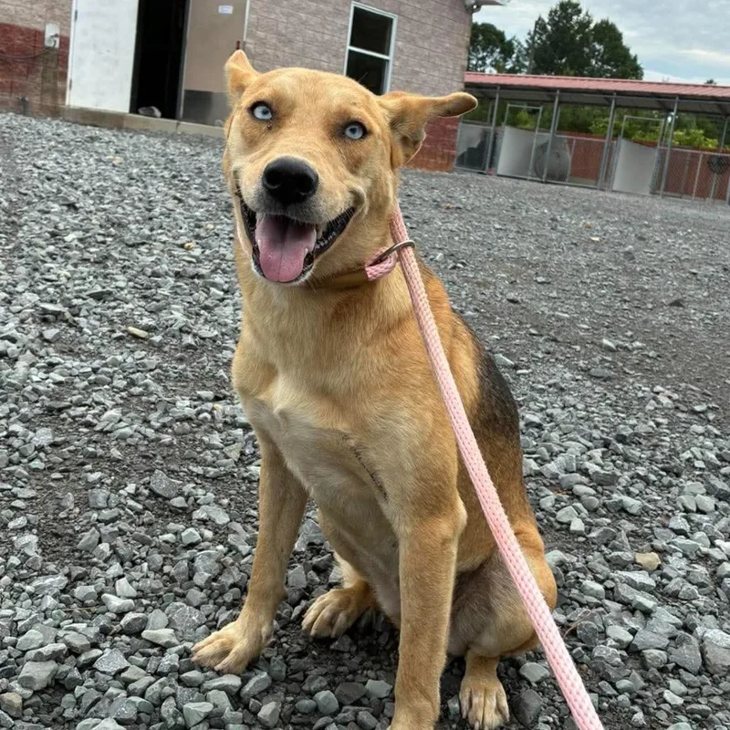 A young medium-sized female White / Cream Shepherd dog named Kenzie for adoption in Enterprise, AL