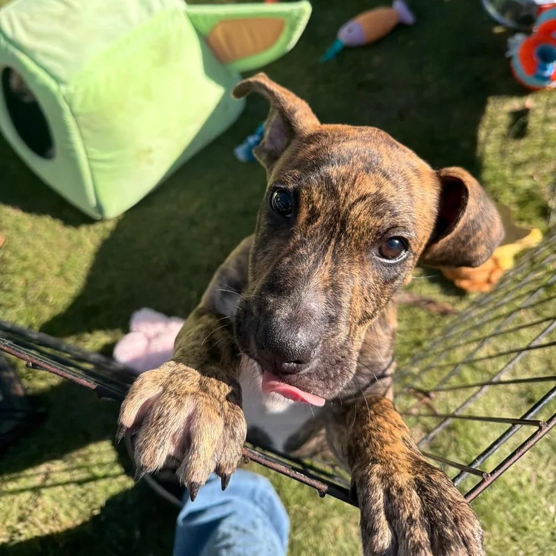 A baby medium-sized male Brindle American Bully dog named Marble for adoption in Ennis, TX