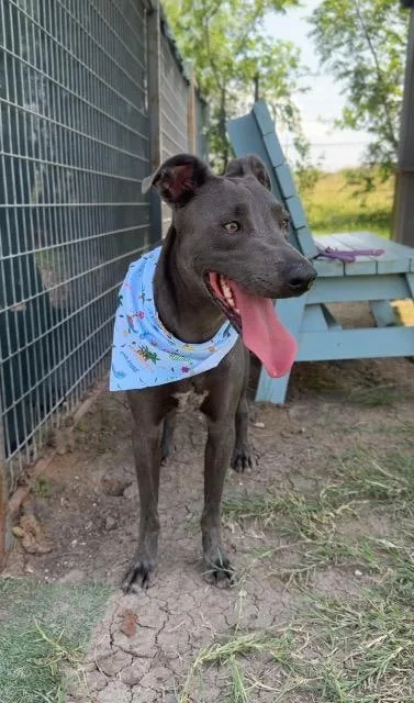 A young large-sized male Weimaraner dog named Lexington for adoption in New Braunfels, TX