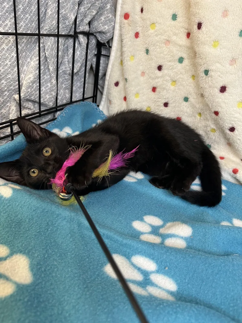 A baby medium-sized female Black Domestic Short Hair cat named Violet for adoption in Hope Valley, RI