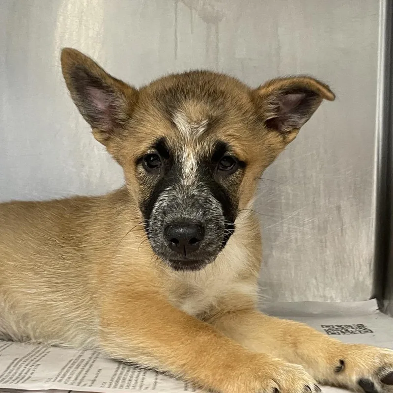 A baby small-sized female Yellow / Tan / Blond / Fawn Cattle Dog dog named Lyra for adoption in San Antonio, TX