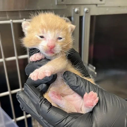 A young small-sized male Domestic Short Hair cat named Aj for adoption in Morgan Hill, CA