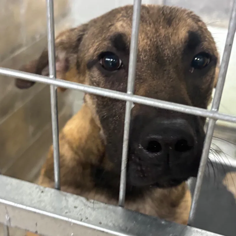 A young small-sized male German Shepherd Dog dog named Ernie for adoption in Brookfield, MO
