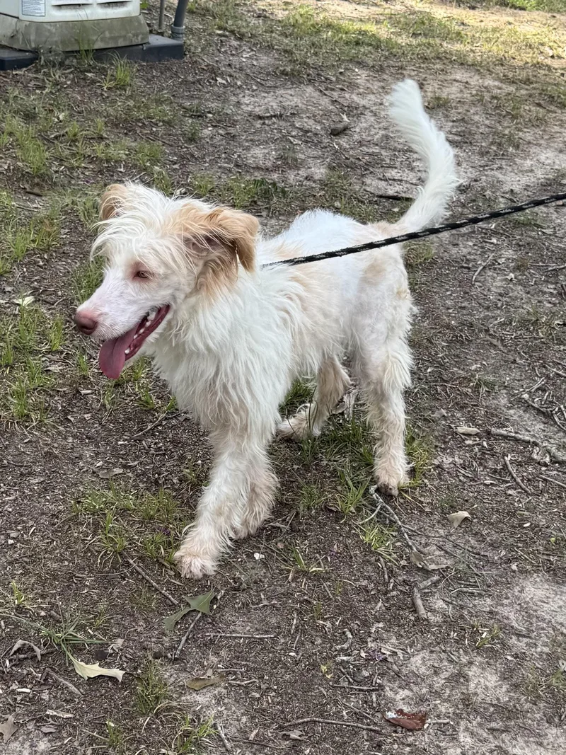 A young medium-sized male White / Cream Labradoodle dog named Mack for adoption in Alexandria, LA