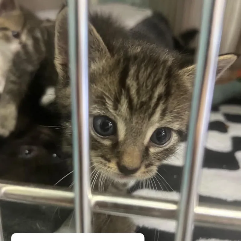 A baby small-sized male Gray / Blue / Silver Domestic Short Hair cat named The Cars Nissan for adoption in Washington, DC