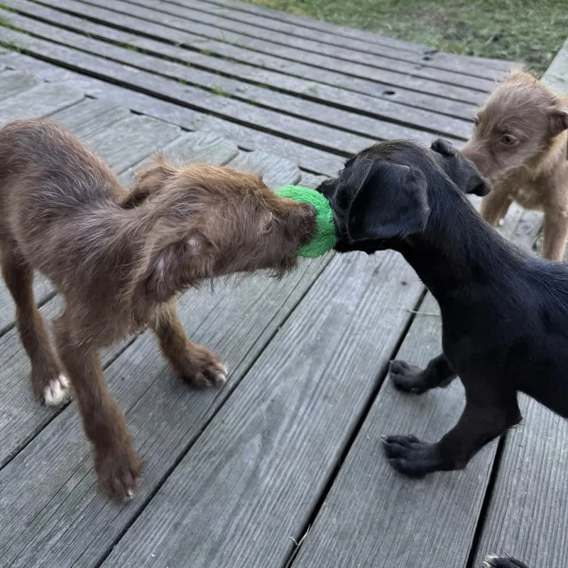 A baby medium-sized female Poodle dog named Voodoo for adoption in China Township, MI