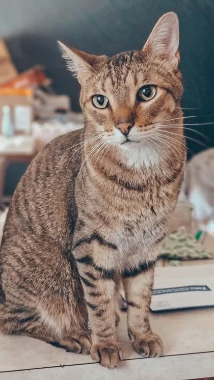 An adult large-sized male Domestic Short Hair cat named Jasper for adoption in Fort Worth, TX