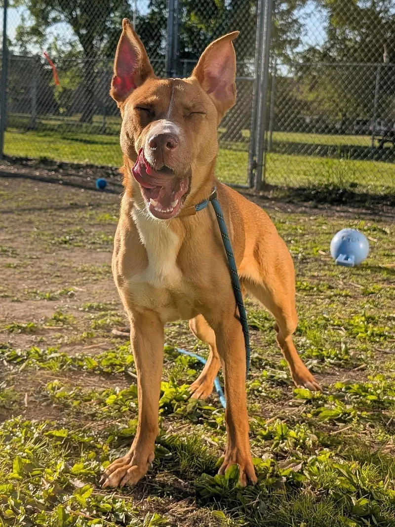 An adult medium-sized female Yellow / Tan / Blond / Fawn German Shepherd Dog dog named Flaca for adoption in Chicago, IL
