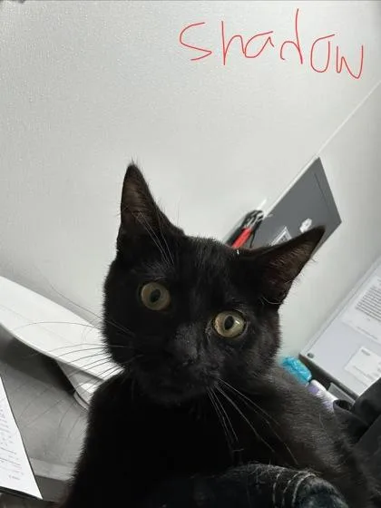 A baby medium-sized female Domestic Short Hair cat named Shadow for adoption in West Chester, PA