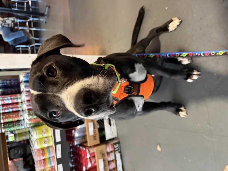An adult medium-sized male Labrador Retriever dog named Toby for adoption in Holly Springs, NC