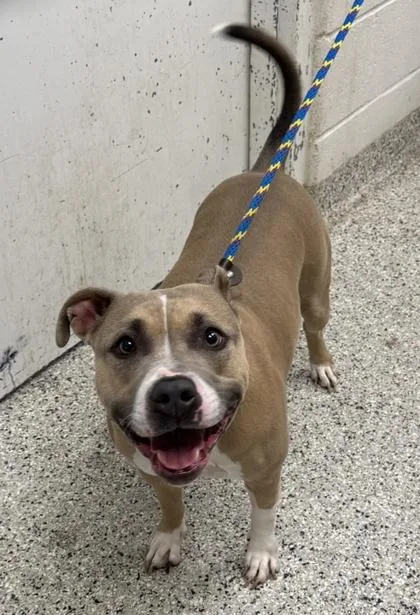 An adult large-sized female Yellow / Tan / Blond / Fawn Pit Bull Terrier dog named Mio for adoption in Kansas City, MO