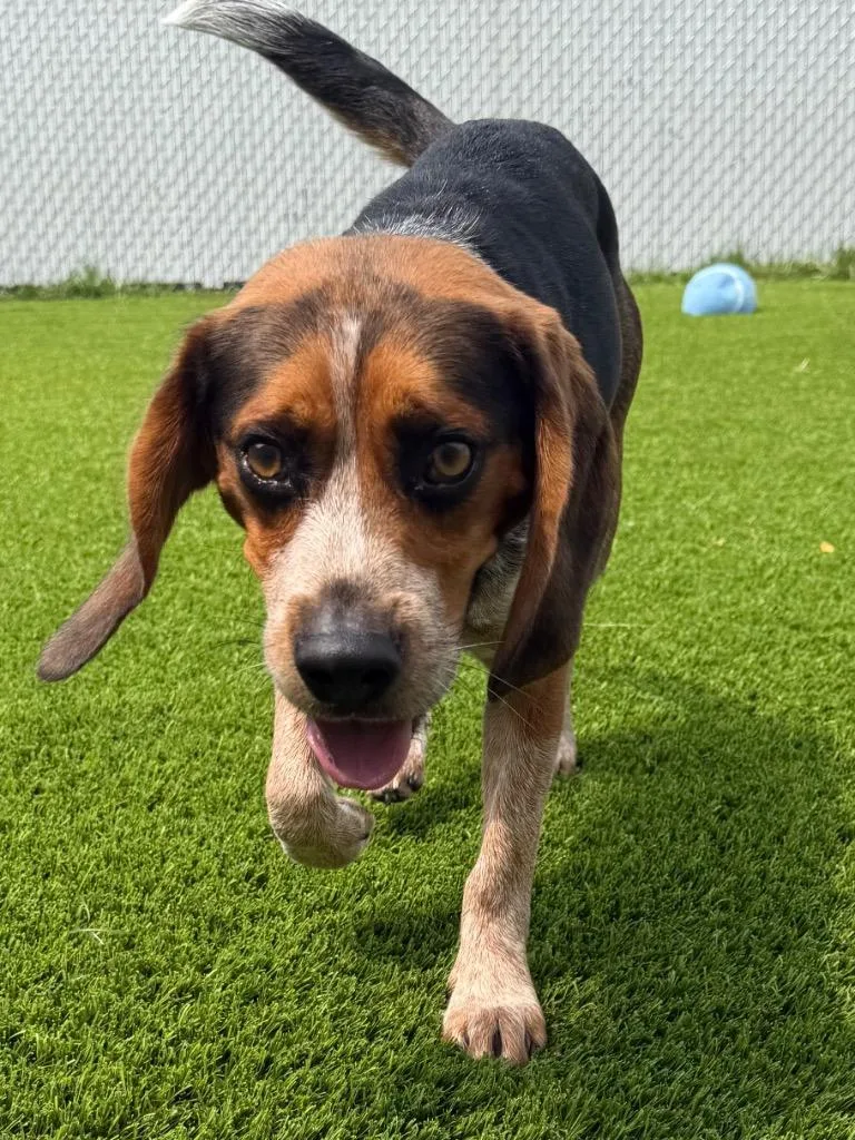 An adult small-sized male Tricolor (Brown, Black, & White) Beagle dog named Timmy for adoption in Frankfort, KY