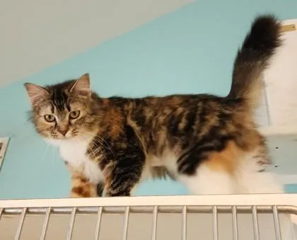 A young medium-sized female Torbie Domestic Long Hair cat named Dovey for adoption in Fairfield, IA
