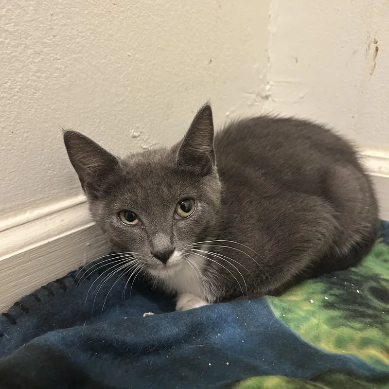 A baby medium-sized female Gray & White Domestic Short Hair cat named Maisie for adoption in Philadelphia, PA