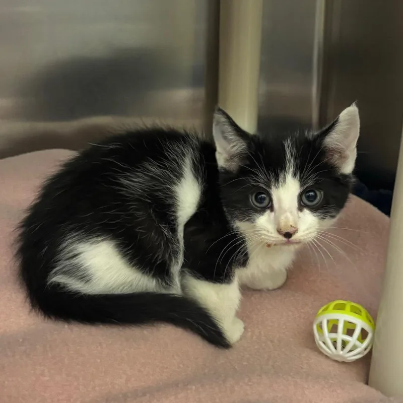 A baby small-sized male Black Domestic Short Hair cat named Jumper for adoption in Springfield, MA