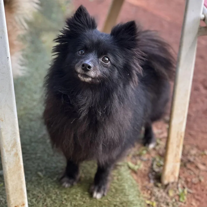 A young small-sized female Pomeranian dog named Sasha for adoption in Garland, TX