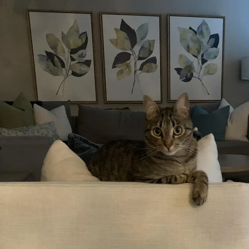An adult medium-sized male Domestic Short Hair cat named Hitch for adoption in Lincoln, CA