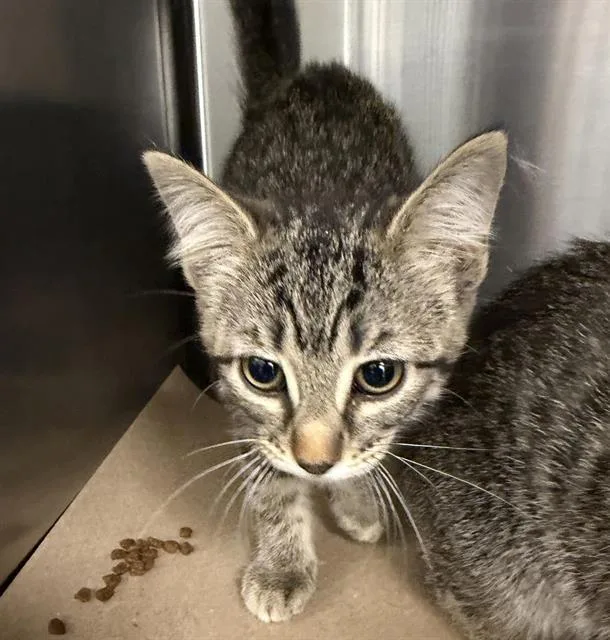 A baby small-sized female Domestic Short Hair cat named Holly for adoption in Albuquerque, NM