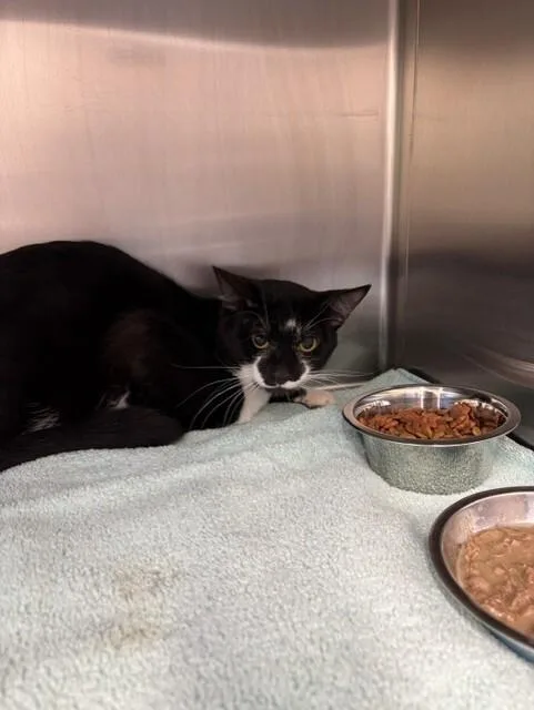 An adult medium-sized male Black & White / Tuxedo Domestic Short Hair cat named Mowgli for adoption in Providence Forge, VA