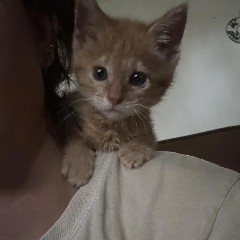 A baby small-sized male Orange / Red Domestic Short Hair cat named Cairo for adoption in Auburn, AL