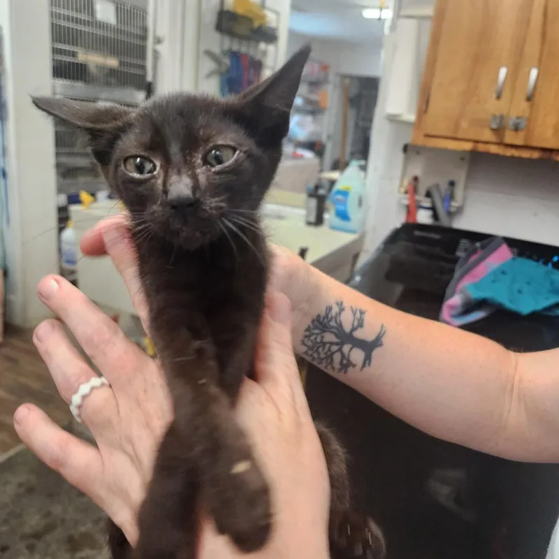 A baby small-sized female Black Domestic Short Hair cat named Fanny for adoption in Evensville, TN