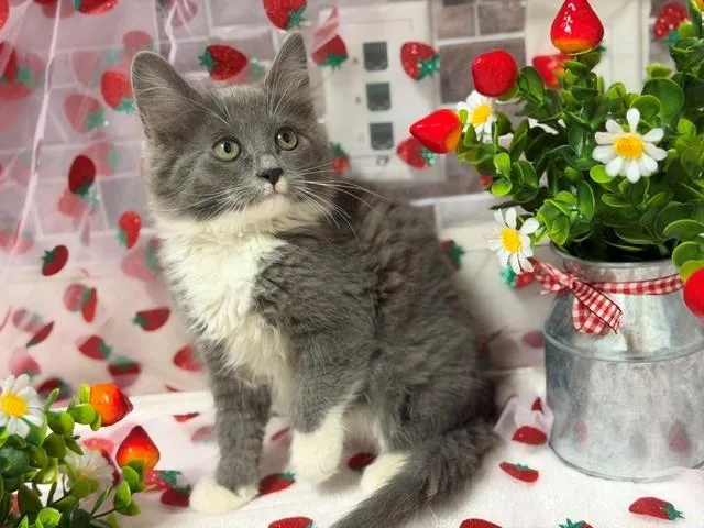 A baby small-sized female Domestic Medium Hair cat named Sunshine for adoption in Fairfield, CA