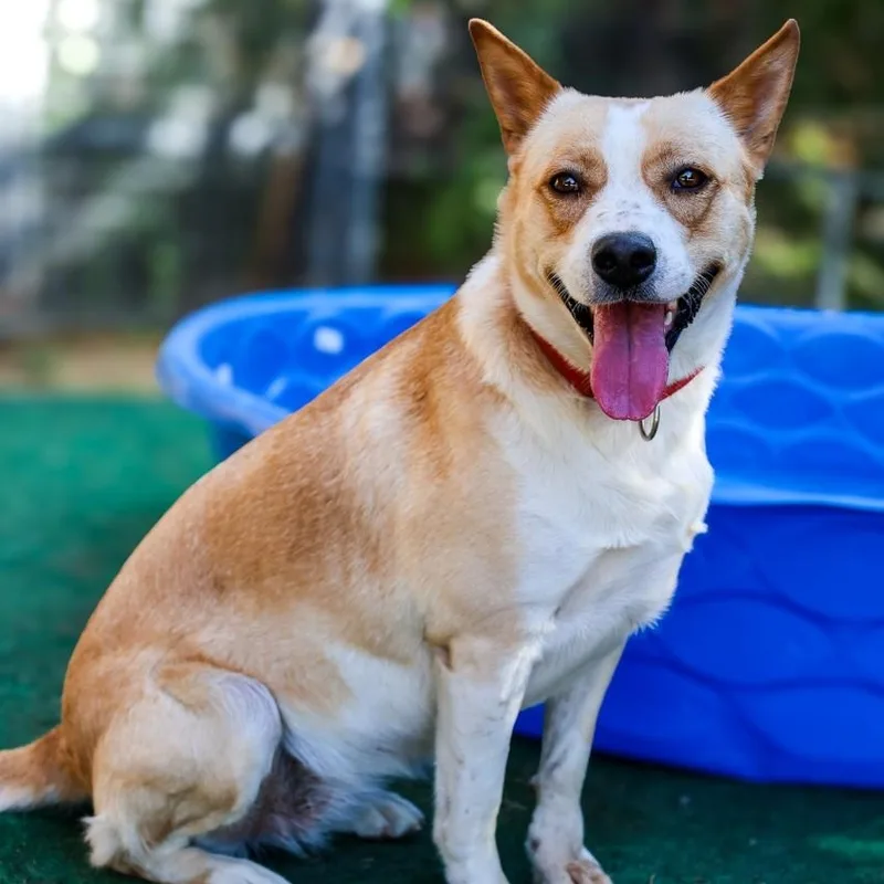 A young medium-sized female Cattle Dog dog named Loretta for adoption in Mansfield, TX