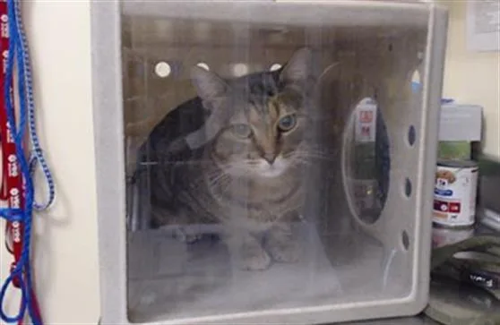 An adult small-sized male Domestic Short Hair cat named King for adoption in Denver, CO