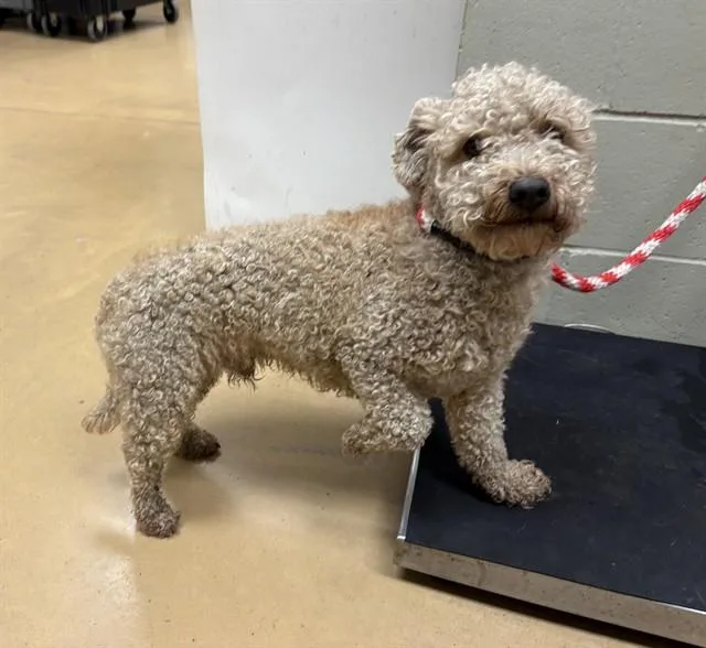 An adult small-sized male Poodle dog named Lionel for adoption in Minneapolis, MN