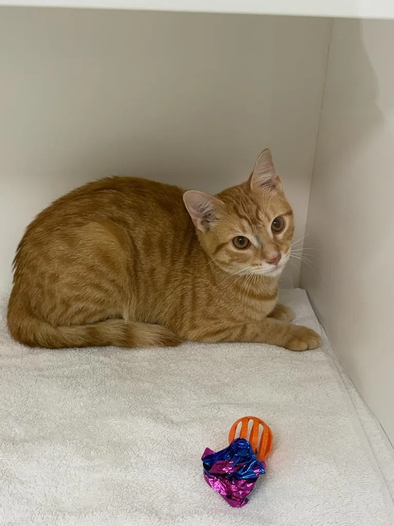 A baby large-sized male Domestic Short Hair cat named Trix for adoption in Greenfield, IN