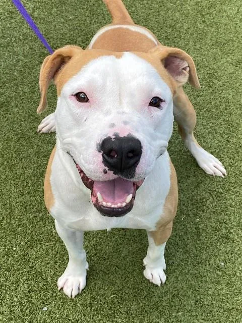 A young medium-sized male Pit Bull Terrier dog named Dumbo for adoption in Fayetteville, NC