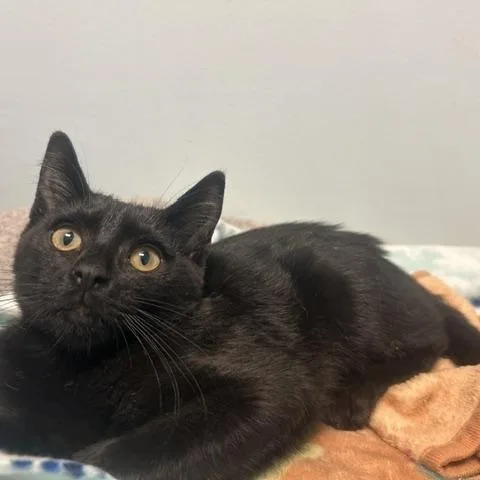 A baby medium-sized female Domestic Short Hair cat named Queen for adoption in Chicago, IL