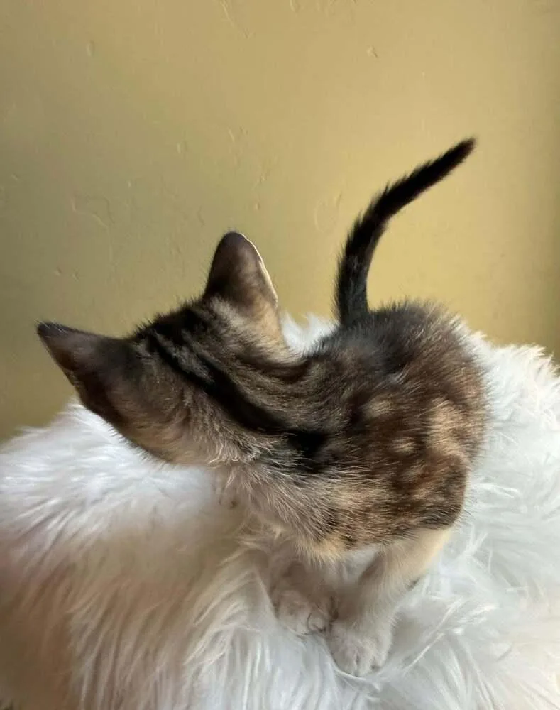 A baby small-sized male Domestic Short Hair cat named Kit Cat for adoption in tucson, AZ