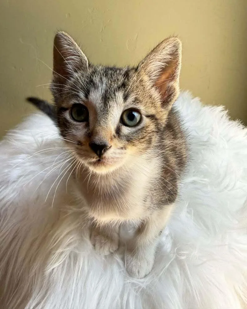 Kit Cat thumbnail 2
