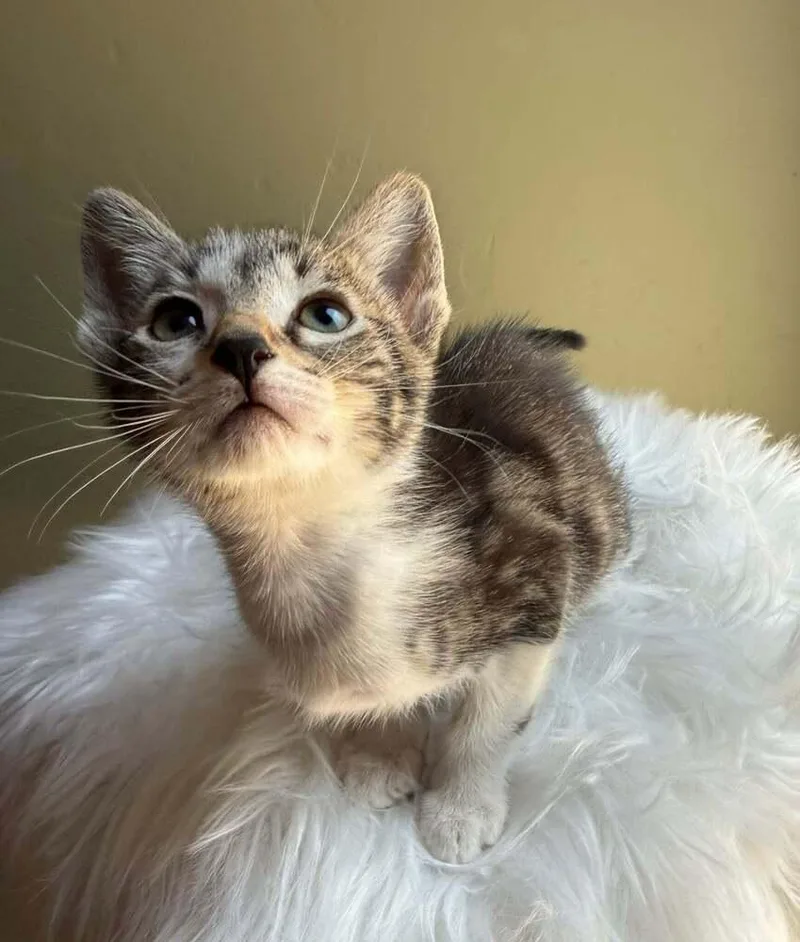 Kit Cat thumbnail 3