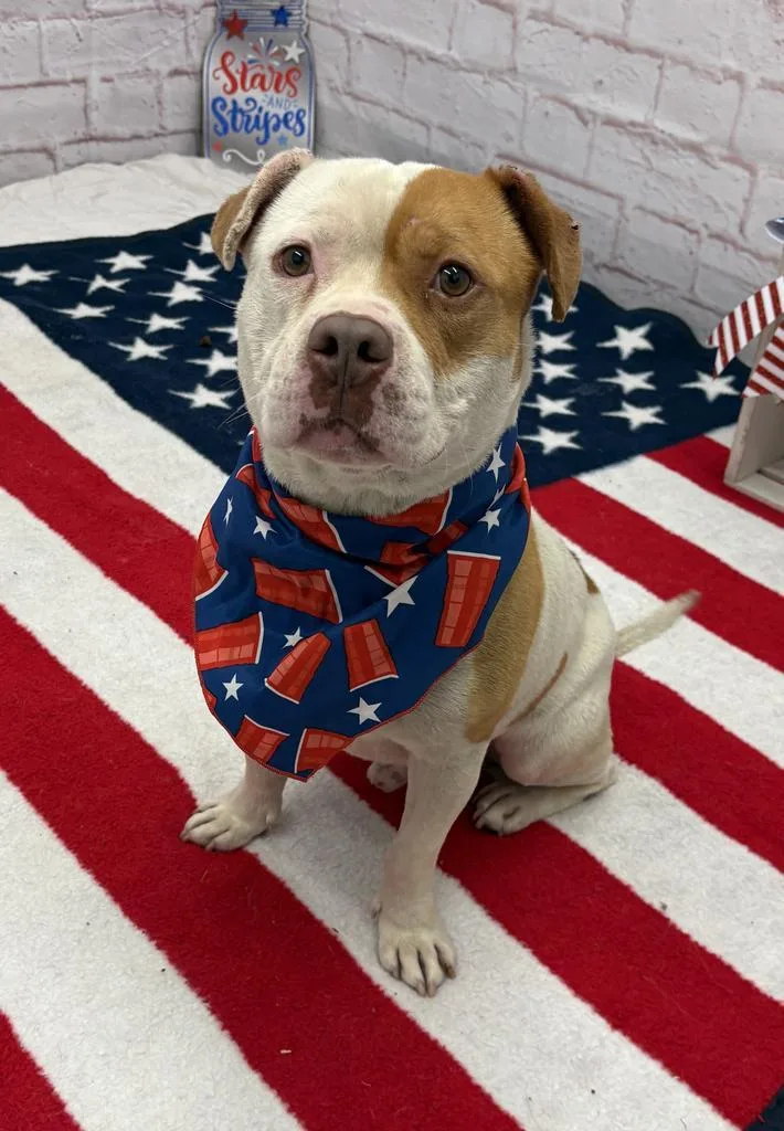 A young medium-sized male Mixed Breed dog named Clank for adoption in Detroit, MI