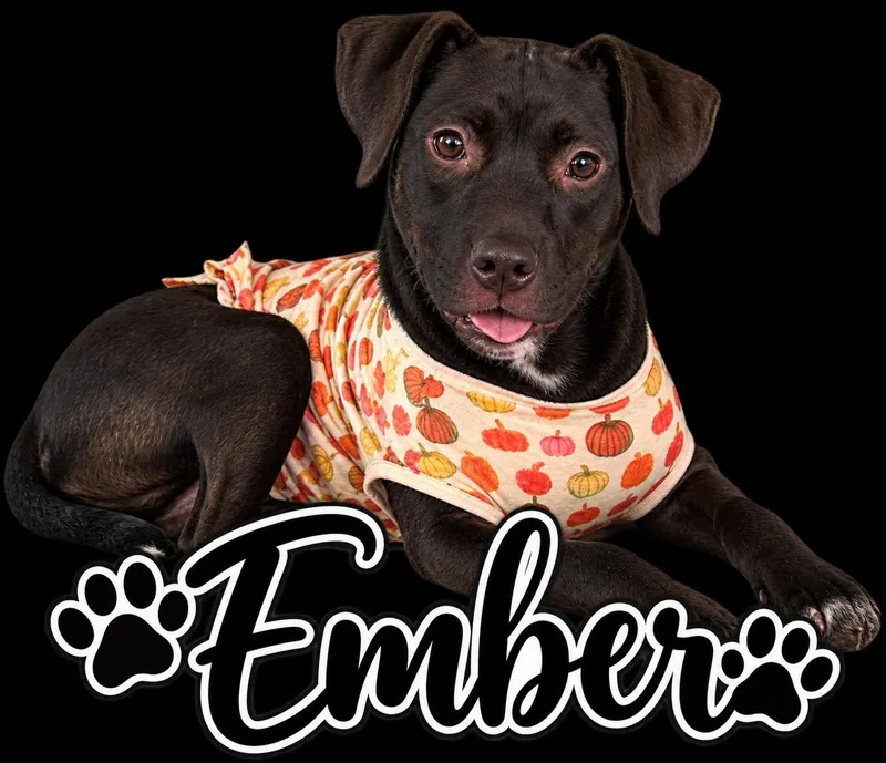 A young medium-sized female English Bulldog dog named Ember for adoption in Winter haven, FL