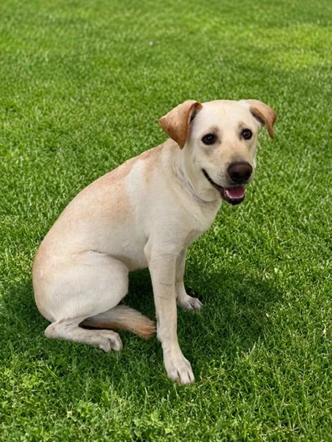A young medium-sized male Labrador Retriever dog named Skeeter for adoption in Lancaster, CA