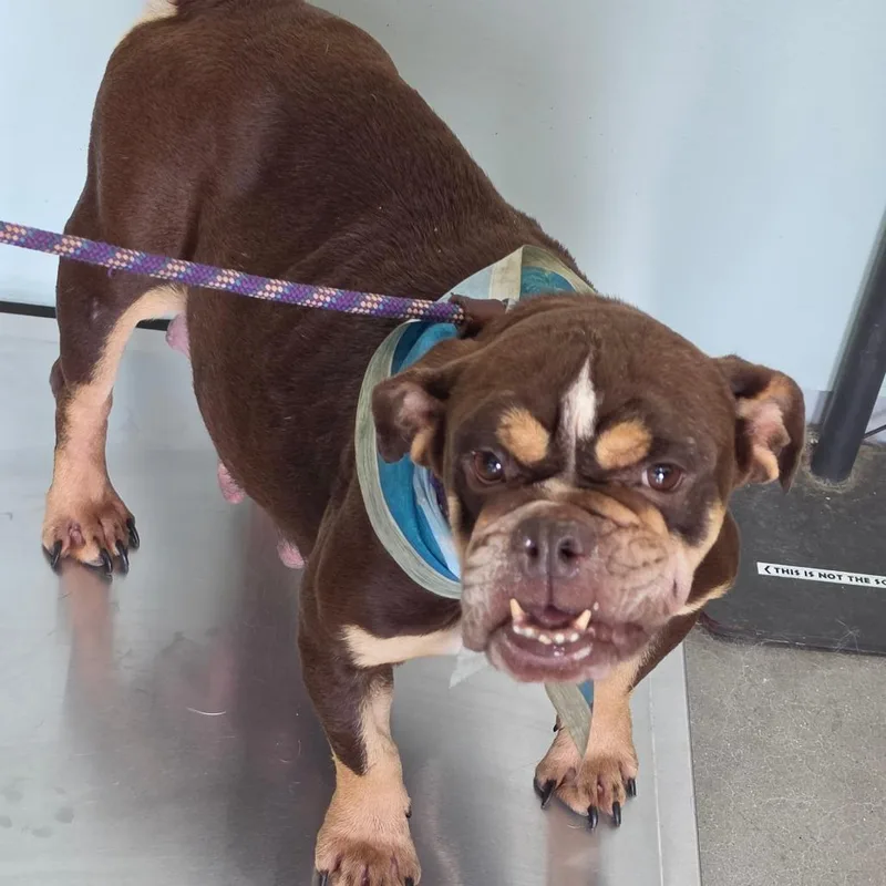 An adult medium-sized female Brown / Chocolate Mixed Breed dog named Twix for adoption in Leander, TX